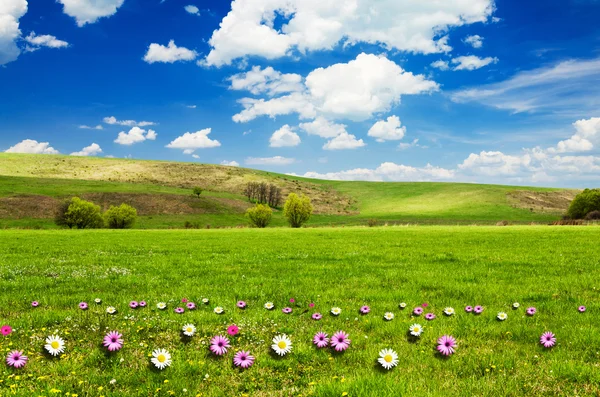 Zonnige dag op bloem weiland met pluizige witte wolken — Stockfoto