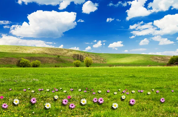 Giorno soleggiato a prato di fiore con nuvole bianche morbide — Foto Stock