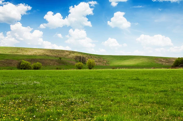 Солнечный день на лугу с пушистыми белыми облаками — стоковое фото