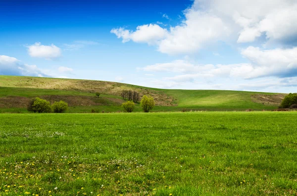 Sunny day at meadow with fluffy white clouds — Stock Photo, Image