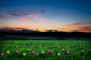 Çiçek alan gündoğumu veya günbatımı