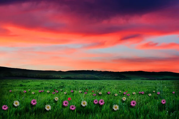Kwiat pole na wschód lub zachód słońca — Zdjęcie stockowe