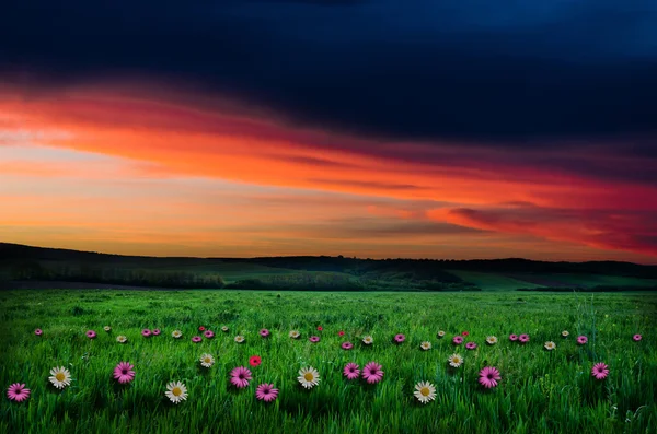 Champ de fleurs au lever ou au coucher du soleil — Photo