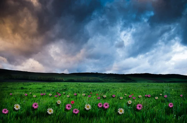 Blumenfeld in der Nacht — Stockfoto