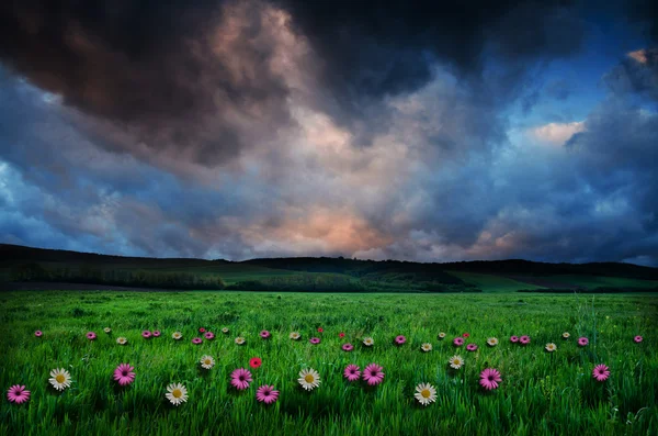 Flower field in the night — Stock Photo, Image