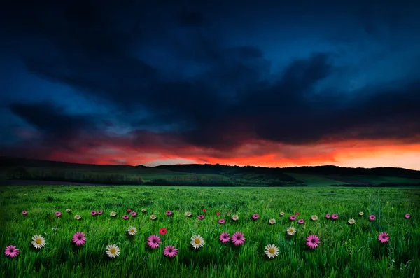Květinové pole v noci — Stock fotografie
