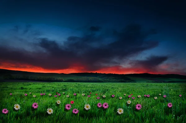 Flower field in the night — Stock Photo, Image