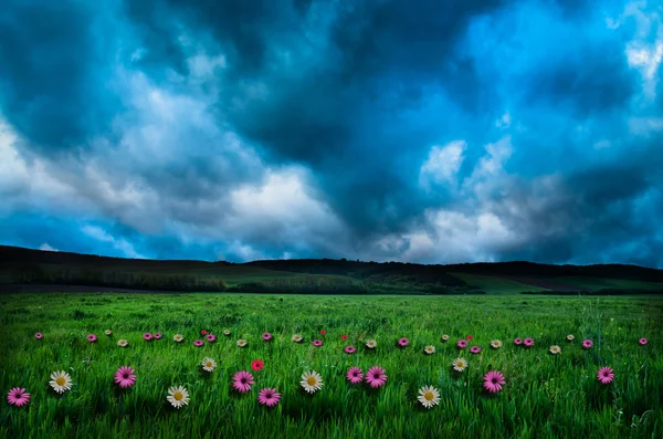 Blumenfeld in der Nacht — Stockfoto