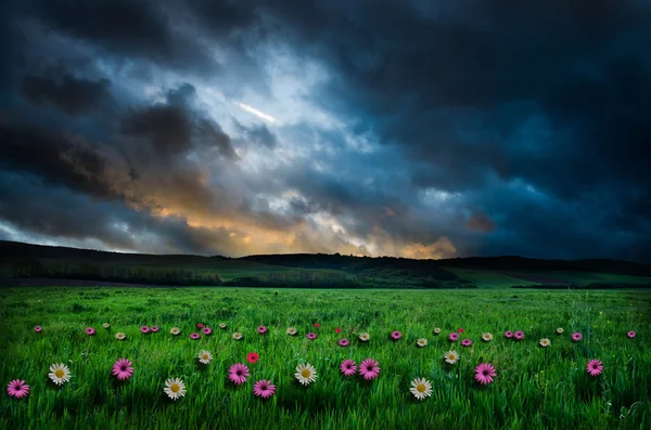 Flower field in the night — Stock Photo, Image