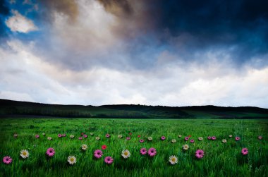 Çiçek alan dramatik gökyüzü ile