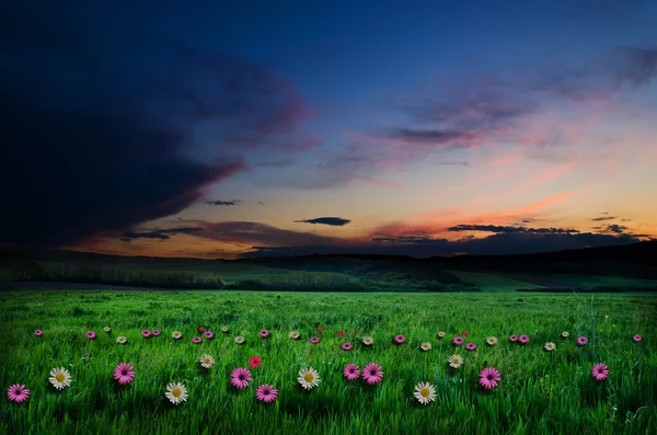 Flower field in the night — Stock Photo, Image