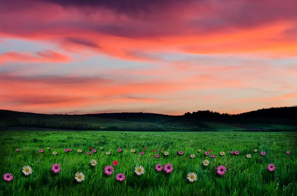 Virág mező az éjszakában — Stock Fotó