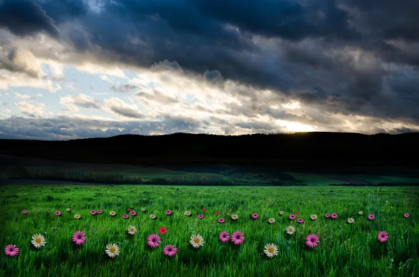 Flower field with dramatic sky — Stock Photo, Image