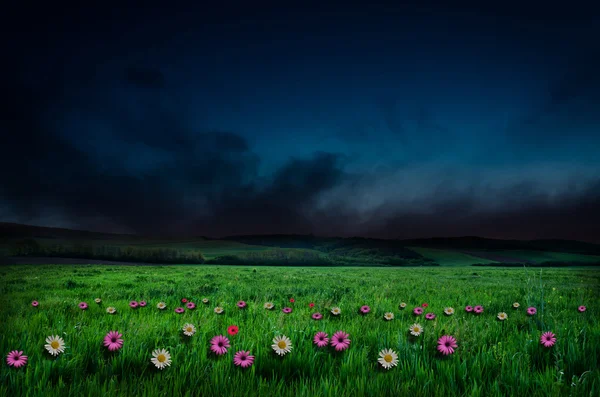 Flower field in the night — Stock Photo, Image