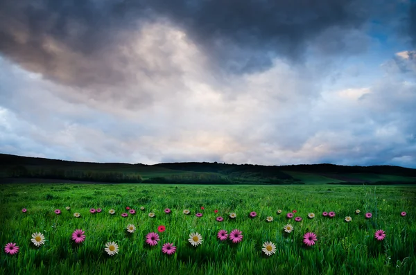 Květinové pole s dramatickou oblohu — Stock fotografie