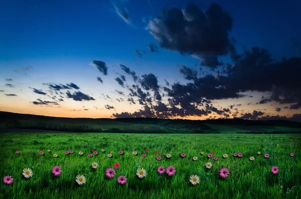 Flower field in the night — Stock Photo, Image