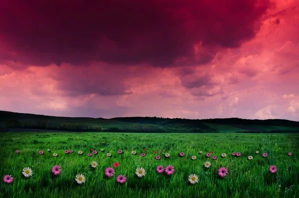 Blumenfeld in der Nacht — Stockfoto