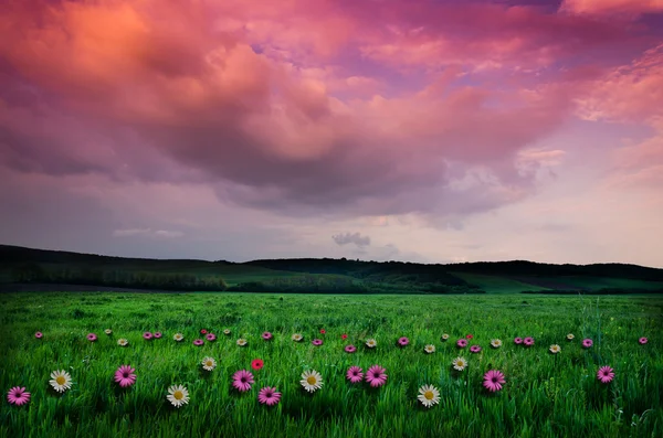 Blumenfeld in der Nacht — Stockfoto