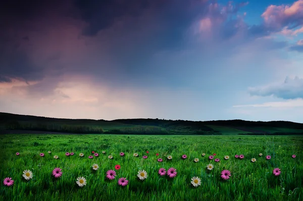 Kwiat pole w nocy — Zdjęcie stockowe