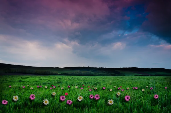 Flower field in the night — Stock Photo, Image