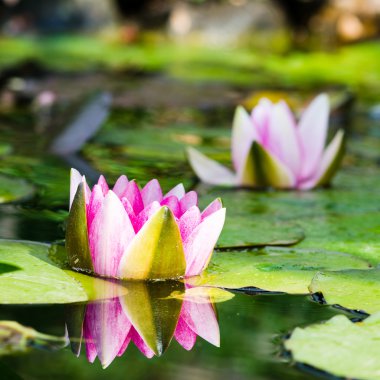 pembe lotus çiçekleri