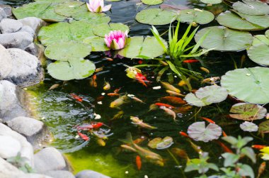 pembe lotus çiçekleri