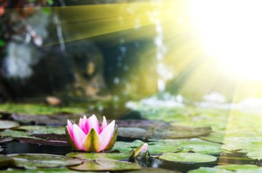Tek lotus çiçeği