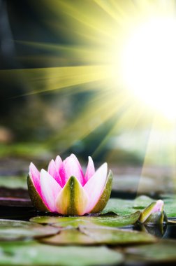 Tek lotus çiçeği