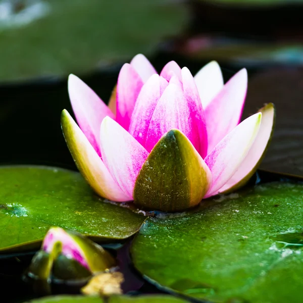 Schöne Seerose — Stockfoto