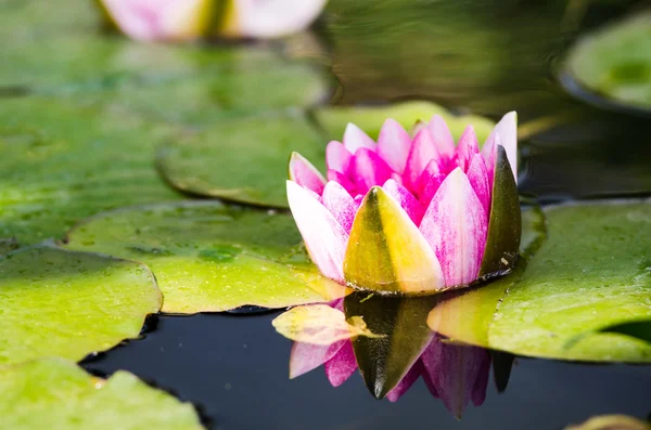 Single lotus flower — Stock Photo, Image