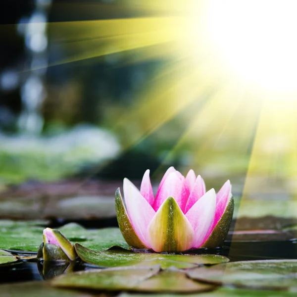 Tek lotus çiçeği