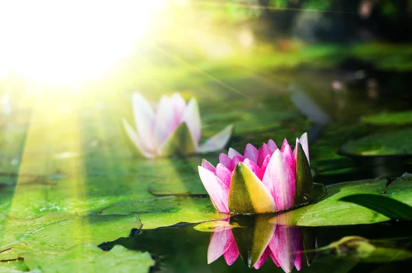 Pembe lotus çiçekleri — Stok fotoğraf