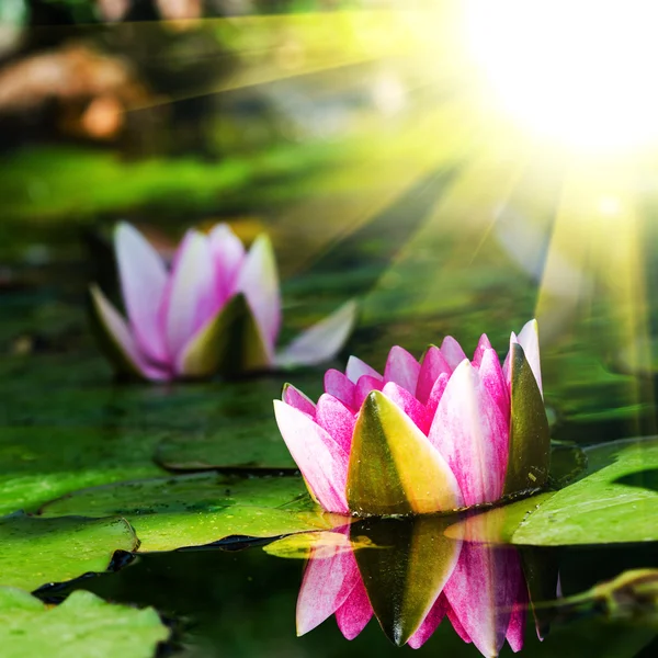 Pembe lotus çiçekleri — Stok fotoğraf