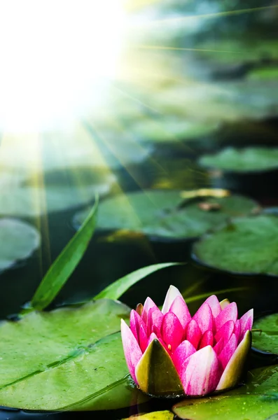 Enda lotusblomma — Stockfoto