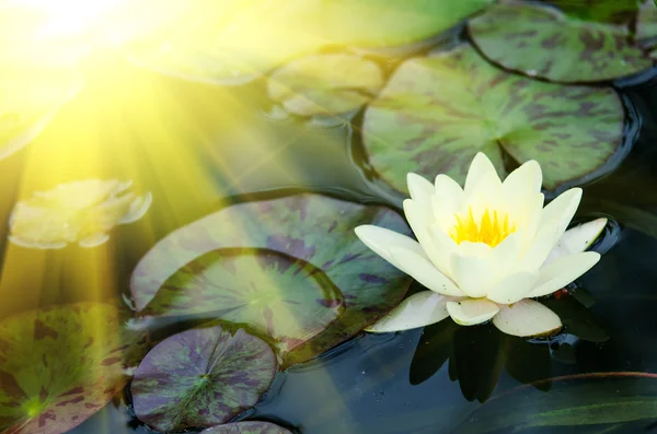 Beautiful water lily — Stock Photo, Image