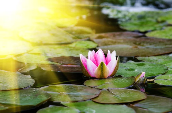 Tek lotus çiçeği — Stok fotoğraf