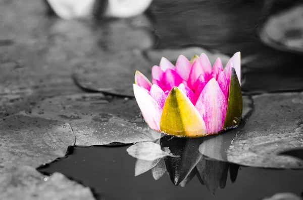 Einzelne Lotusblume — Stockfoto