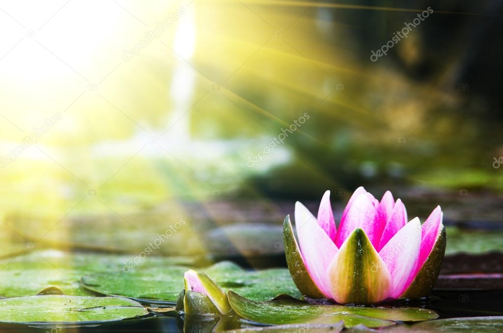 Beautiful water lily
