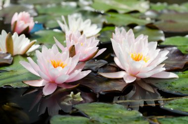 pembe lotus çiçekleri