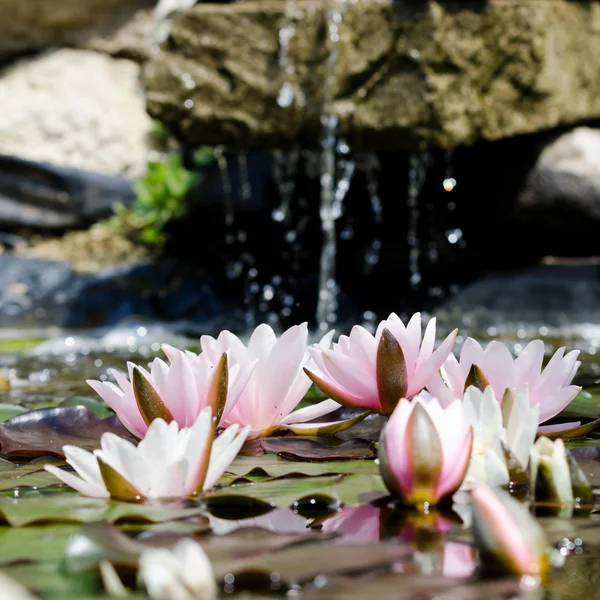 Flores de lótus na lagoa — Fotografia de Stock