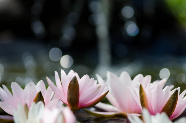 Цветы лотоса в пруду — стоковое фото