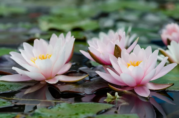 Lotusblumen im Teich — Stockfoto