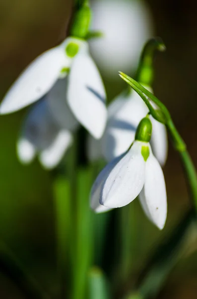 Snowdrops close up view — Stock Photo, Image