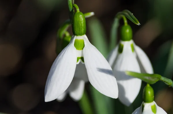Snowdrops close up view — Stock Photo, Image
