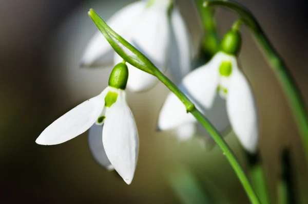 Snödroppar närbild Visa — Stockfoto