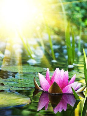 Gölette nilüfer çiçeği