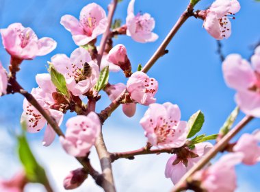 Şeftali blossom arıya