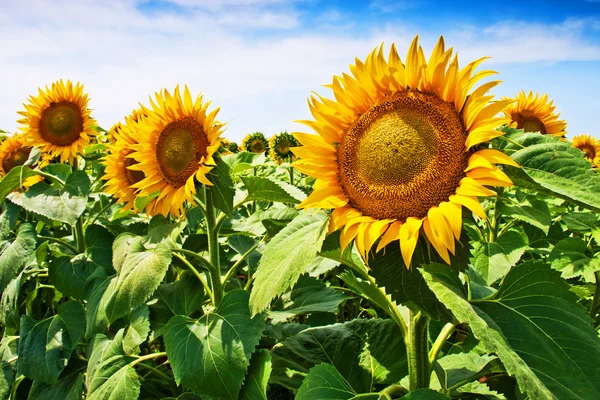 Hermoso campo de girasol —  Fotos de Stock