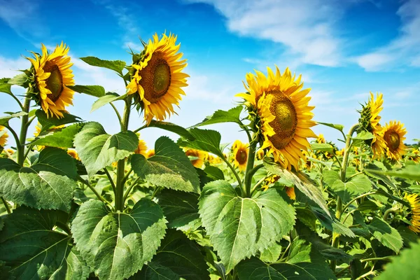 Hermoso campo de girasol —  Fotos de Stock