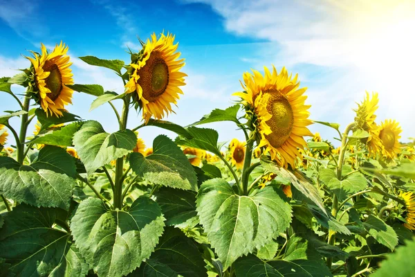 Hermoso campo de girasol —  Fotos de Stock